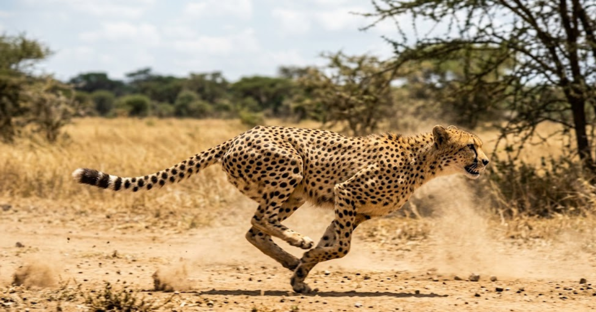 How Fast Can a Cheetah Run at Top Speed